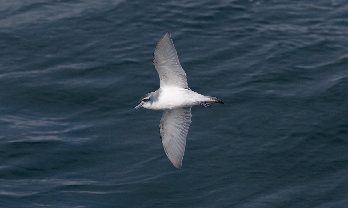 Antarctic Prion - ML627785475