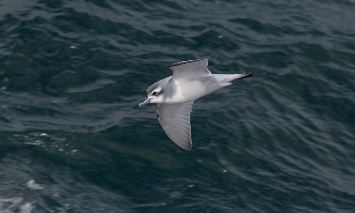 Antarctic Prion - ML627785476