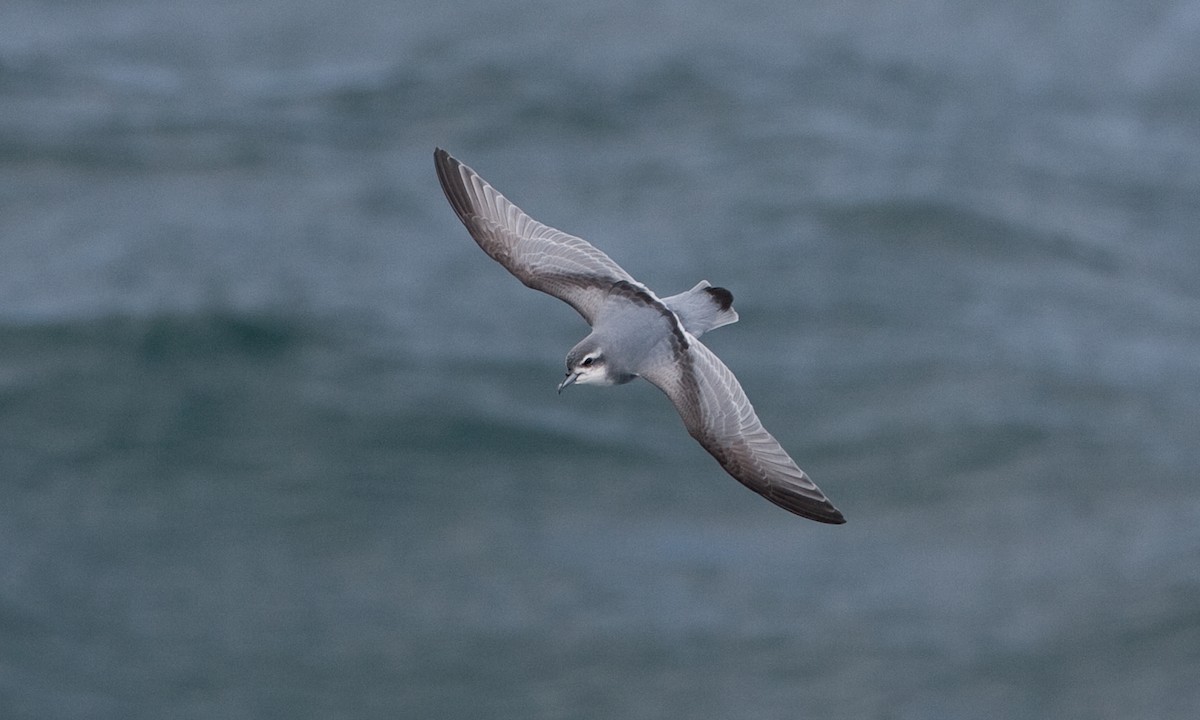 Antarctic Prion - ML627785477