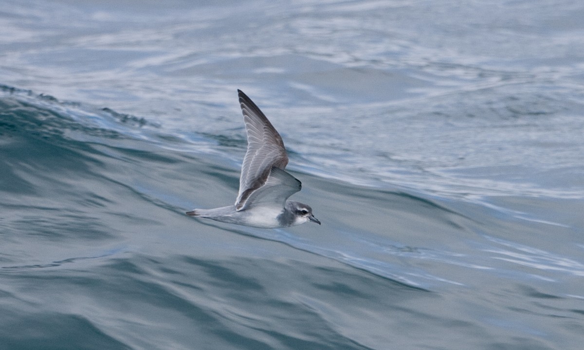 Antarctic Prion - ML627785478