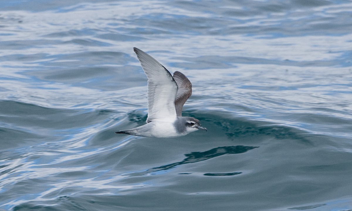 Antarctic Prion - ML627785479