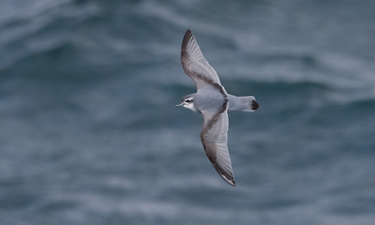 Antarctic Prion - ML627785480