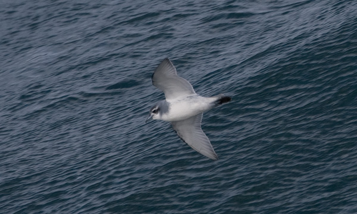 Antarctic Prion - ML627785481