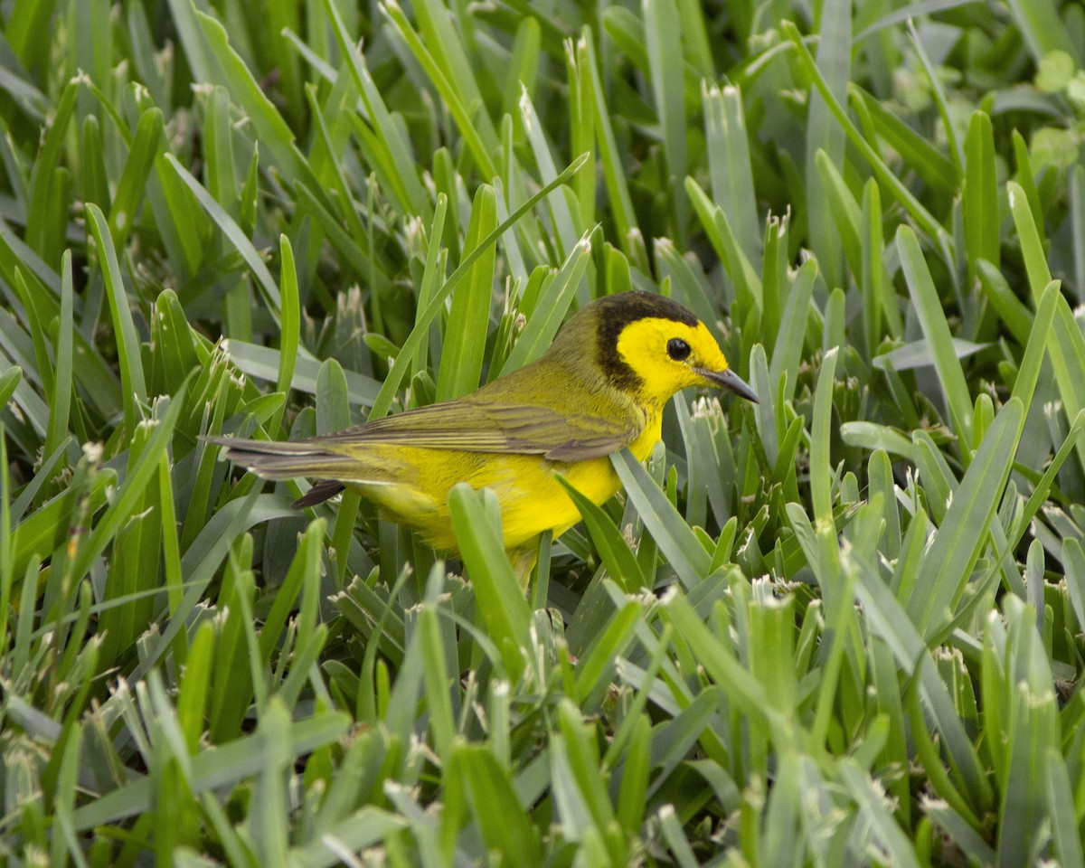 Hooded Warbler - ML627785486