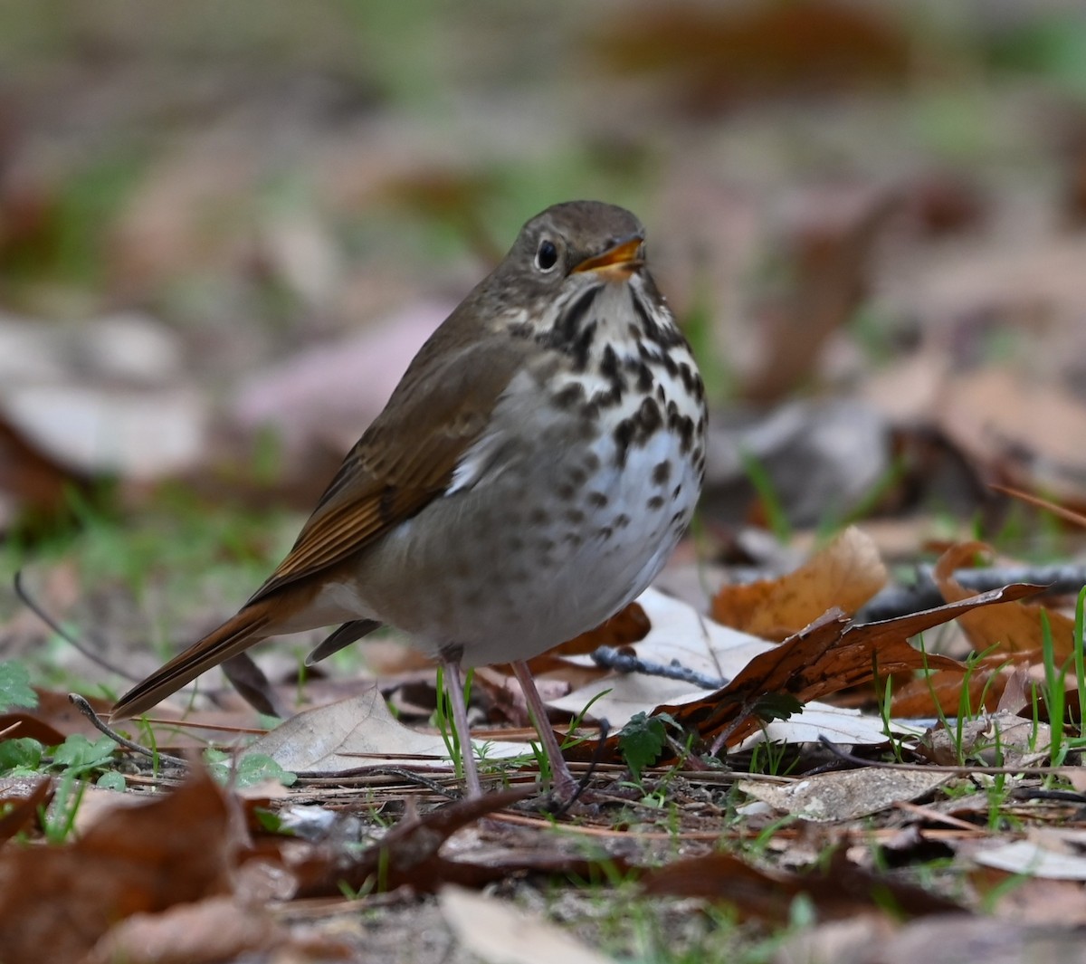Hermit Thrush - ML627785487