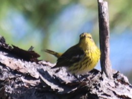 Cape May Warbler - ML627785496