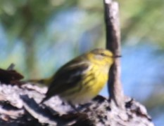 Cape May Warbler - ML627785497