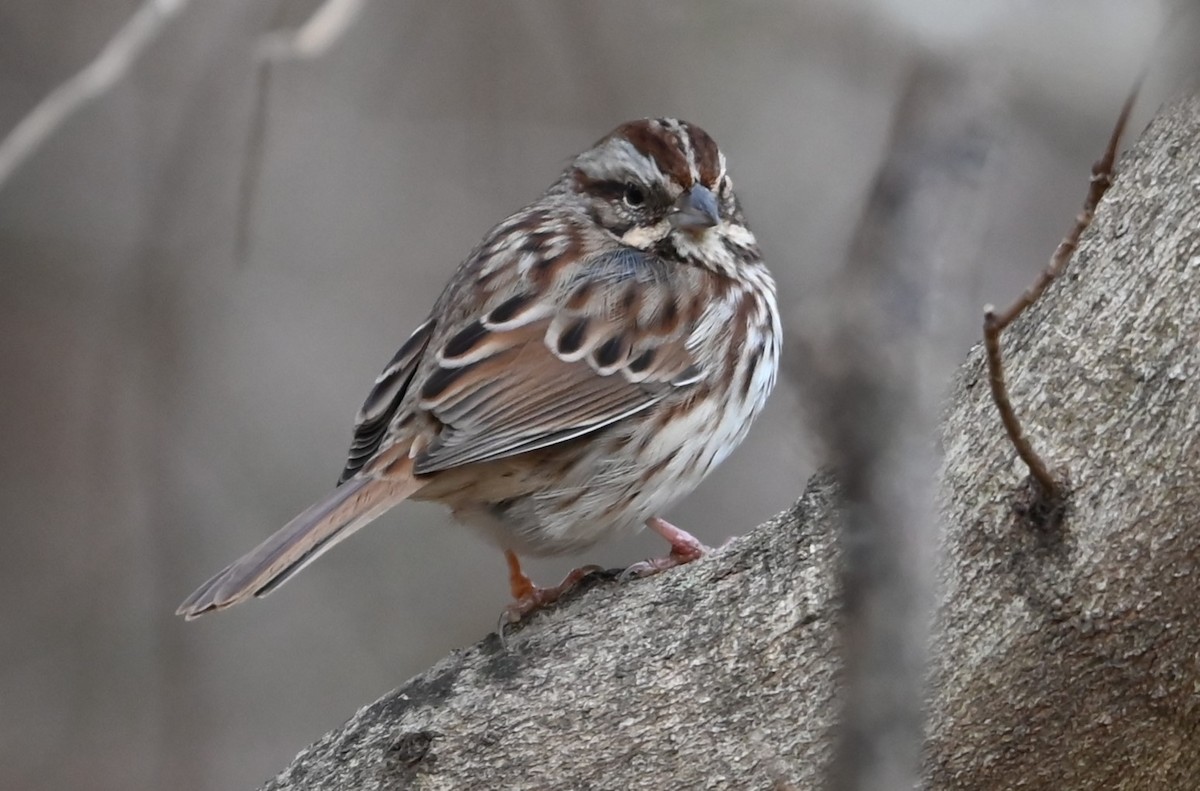 Song Sparrow - ML627785508