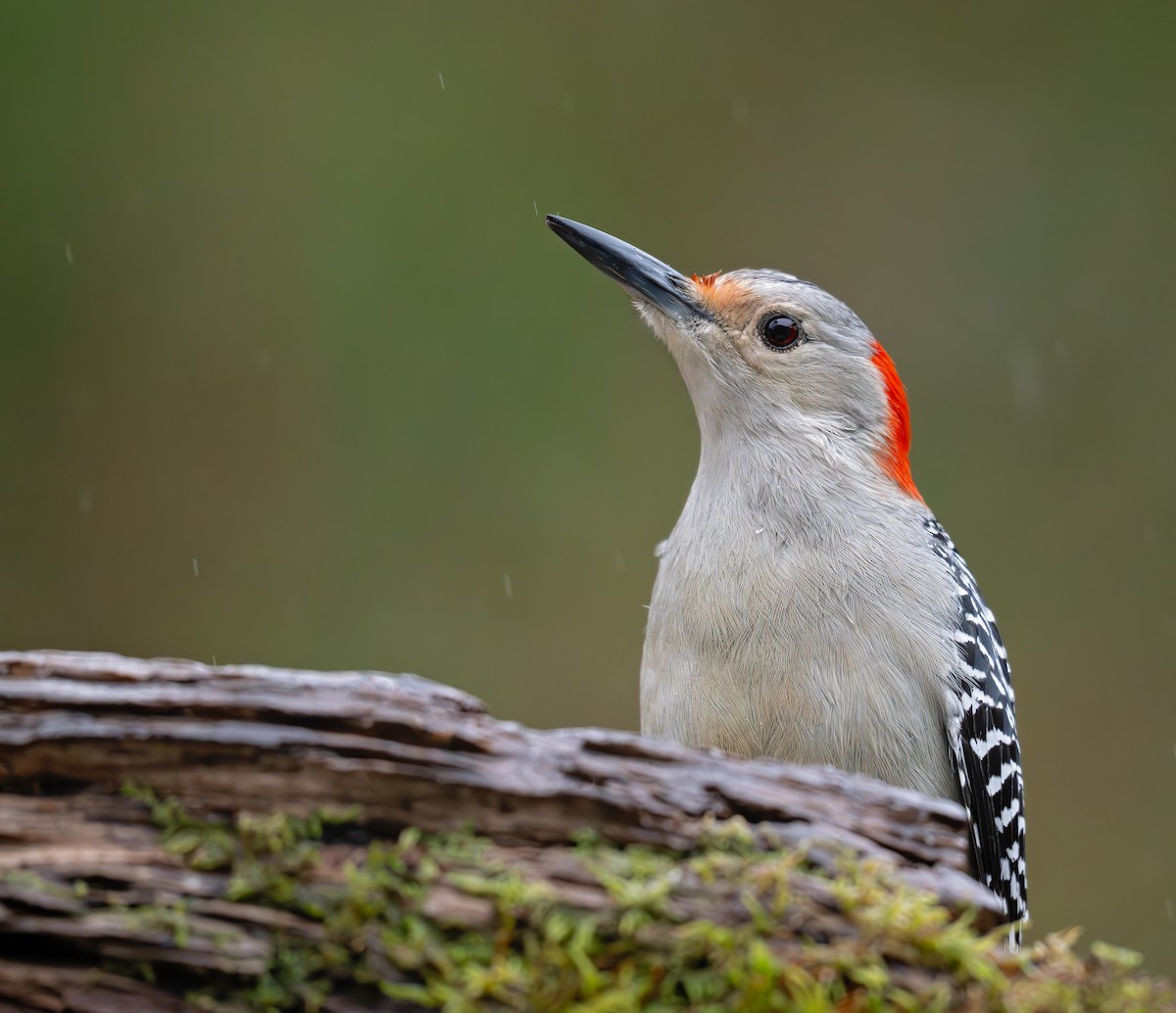 Red-bellied Woodpecker - ML627785512