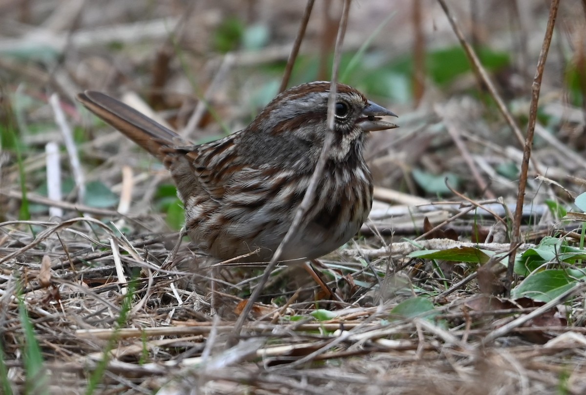 Song Sparrow - ML627785513