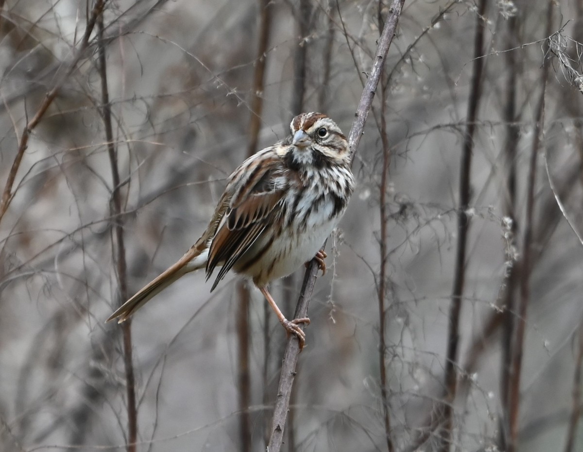 Song Sparrow - ML627785519