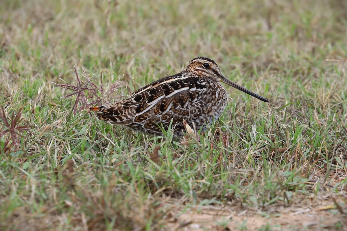 Wilson's Snipe - ML627785522