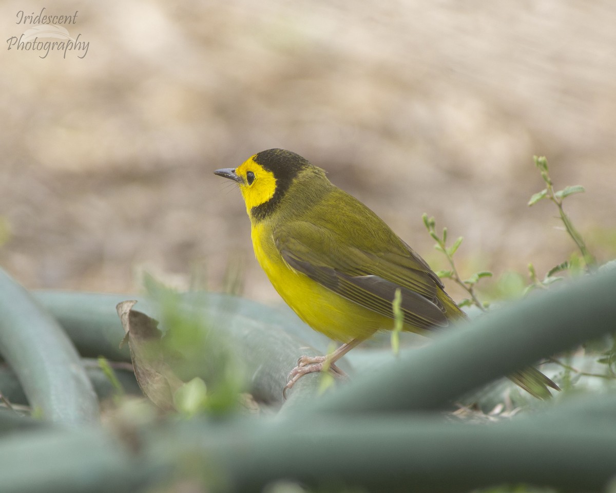 Hooded Warbler - ML627785580