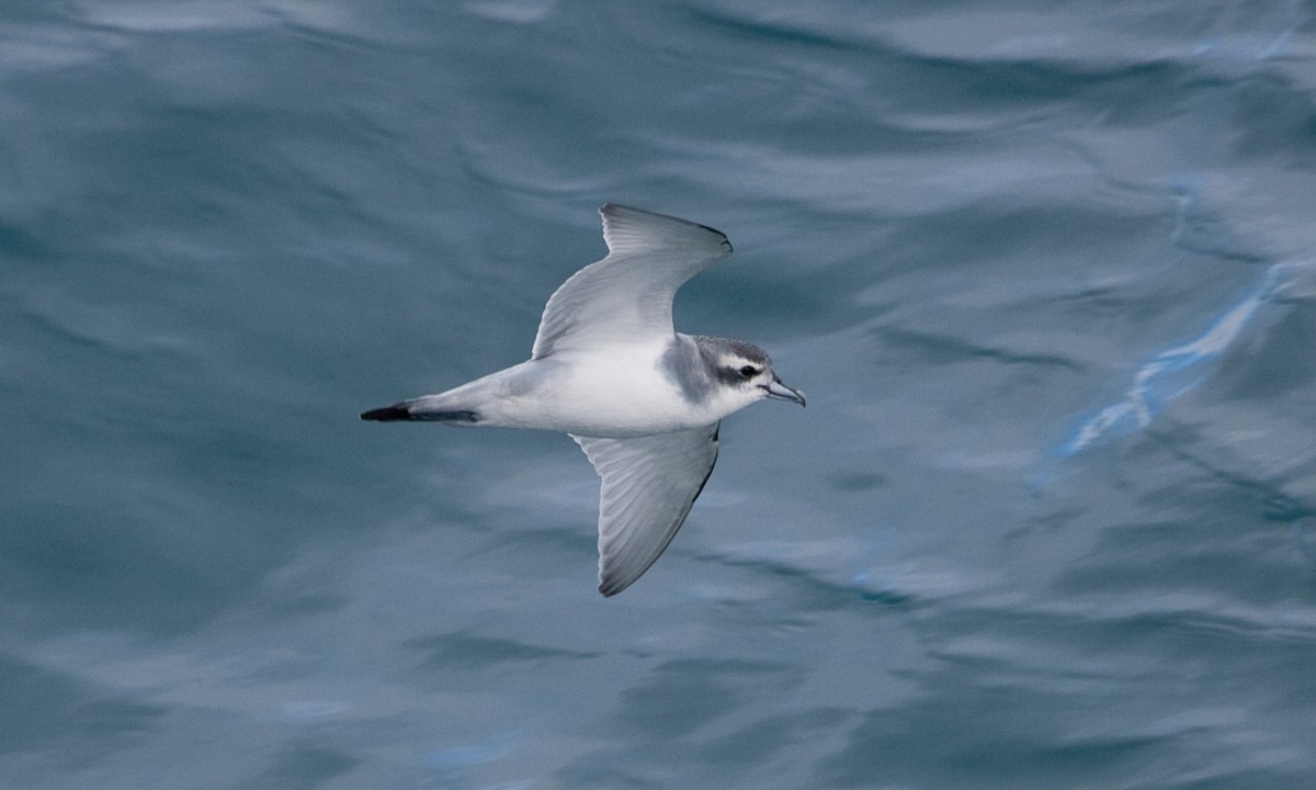 Antarctic Prion - ML627785606