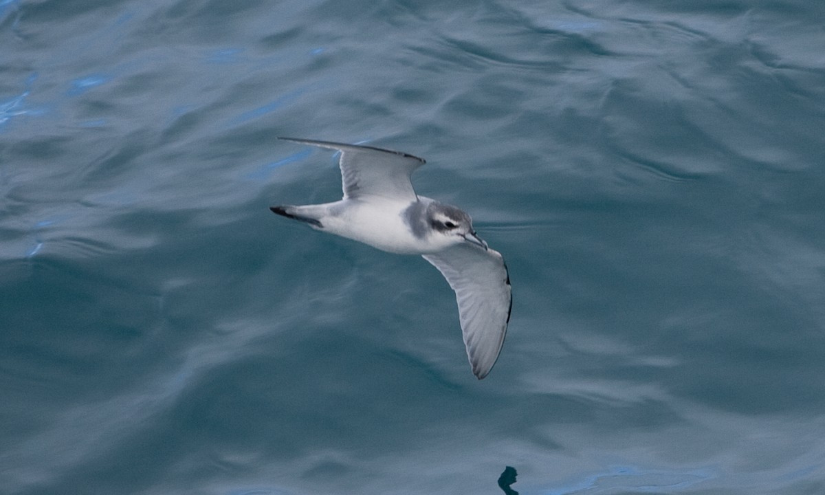 Antarctic Prion - ML627785607