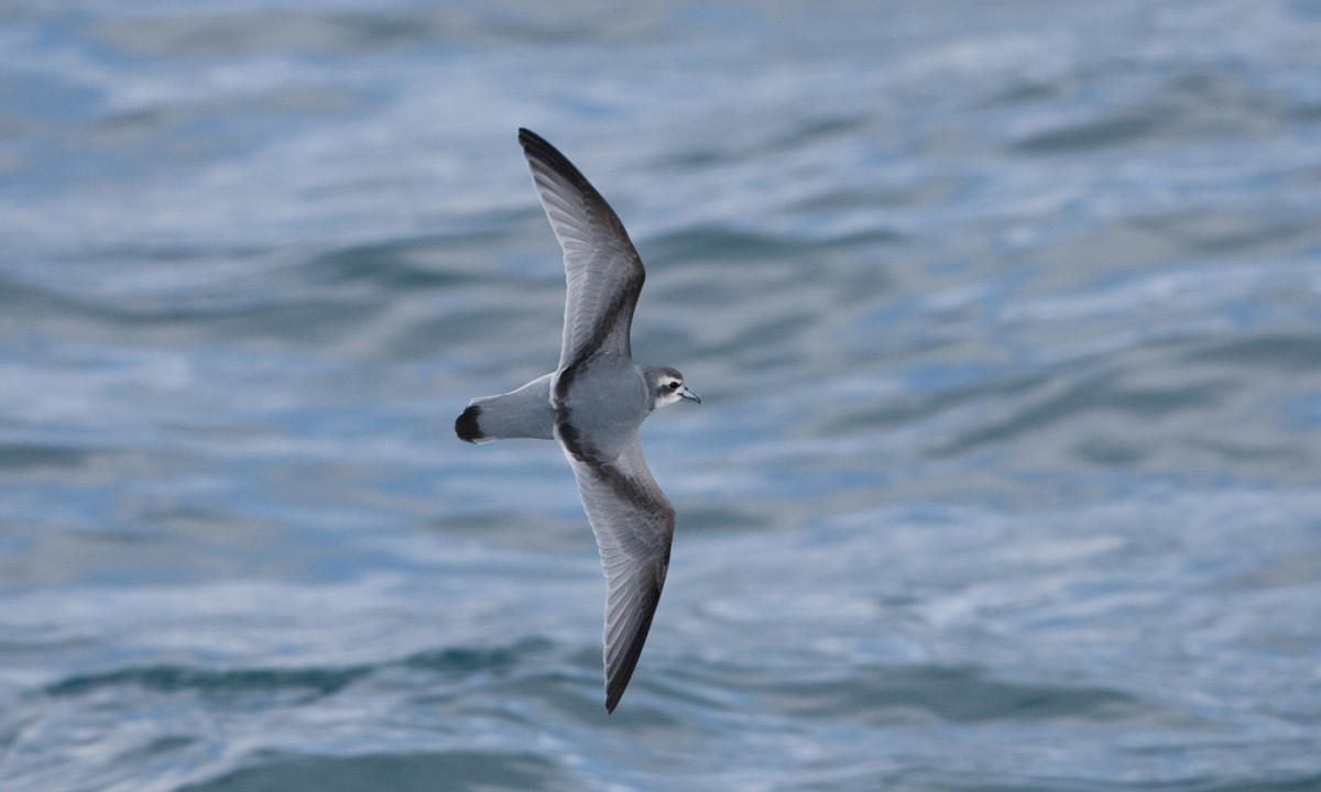 Antarctic Prion - ML627785608