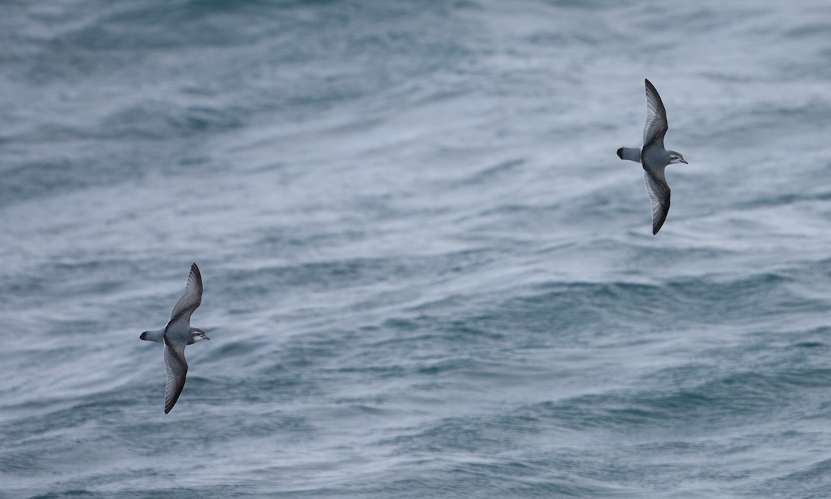 Antarctic Prion - ML627785609