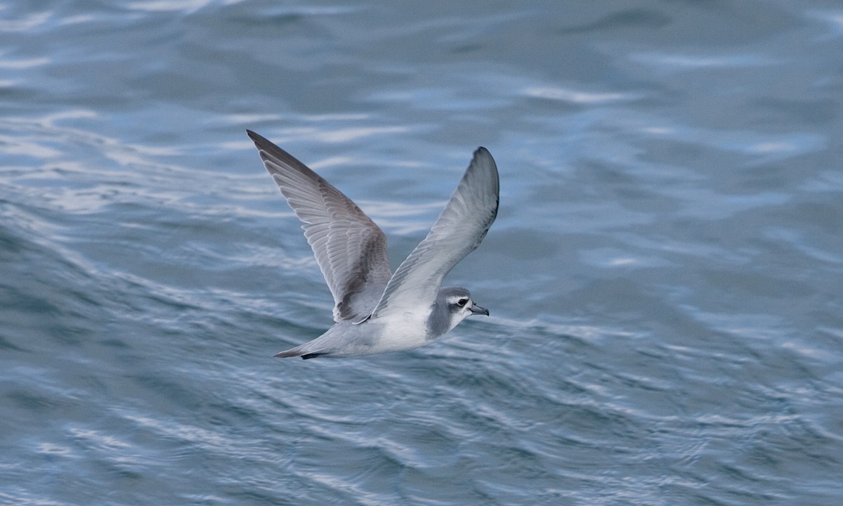 Antarctic Prion - ML627785610