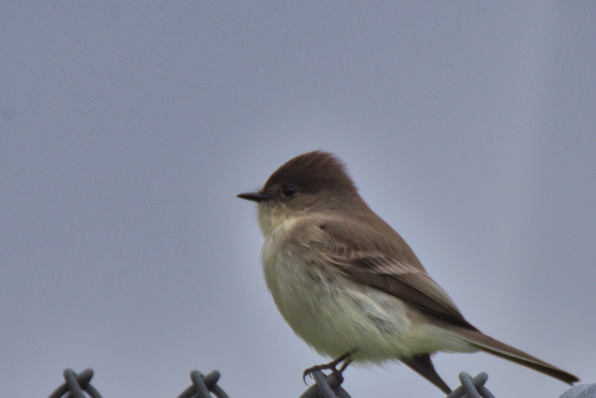 Eastern Phoebe - ML627785611