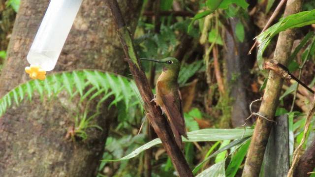 Fawn-breasted Brilliant - ML627785612