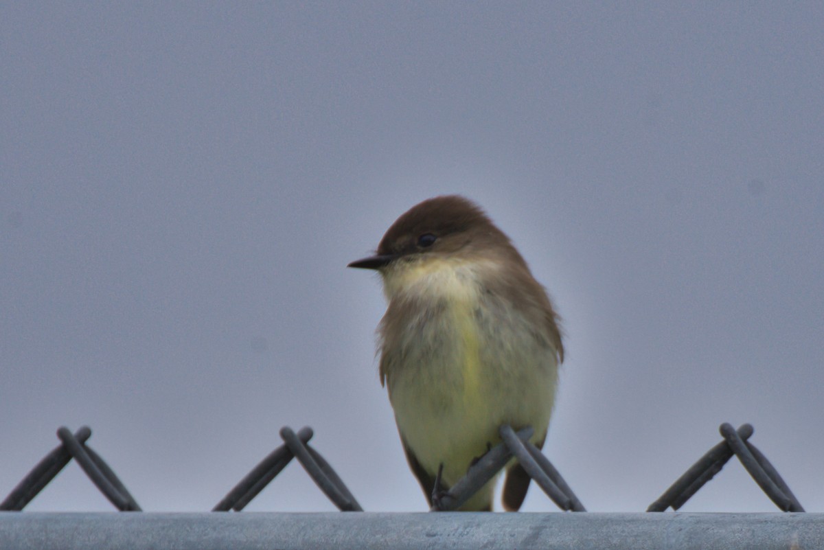 Eastern Phoebe - ML627785616