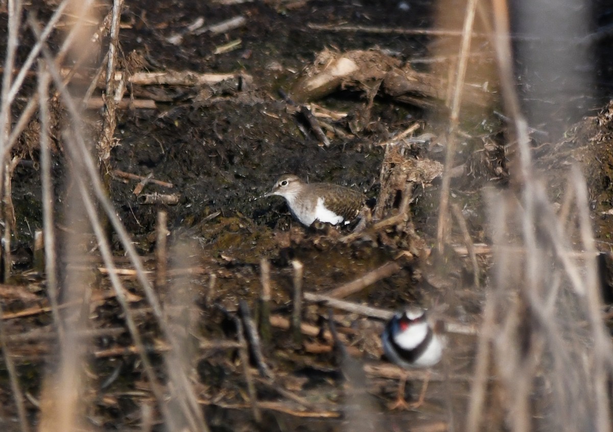 Common Sandpiper - ML627785640