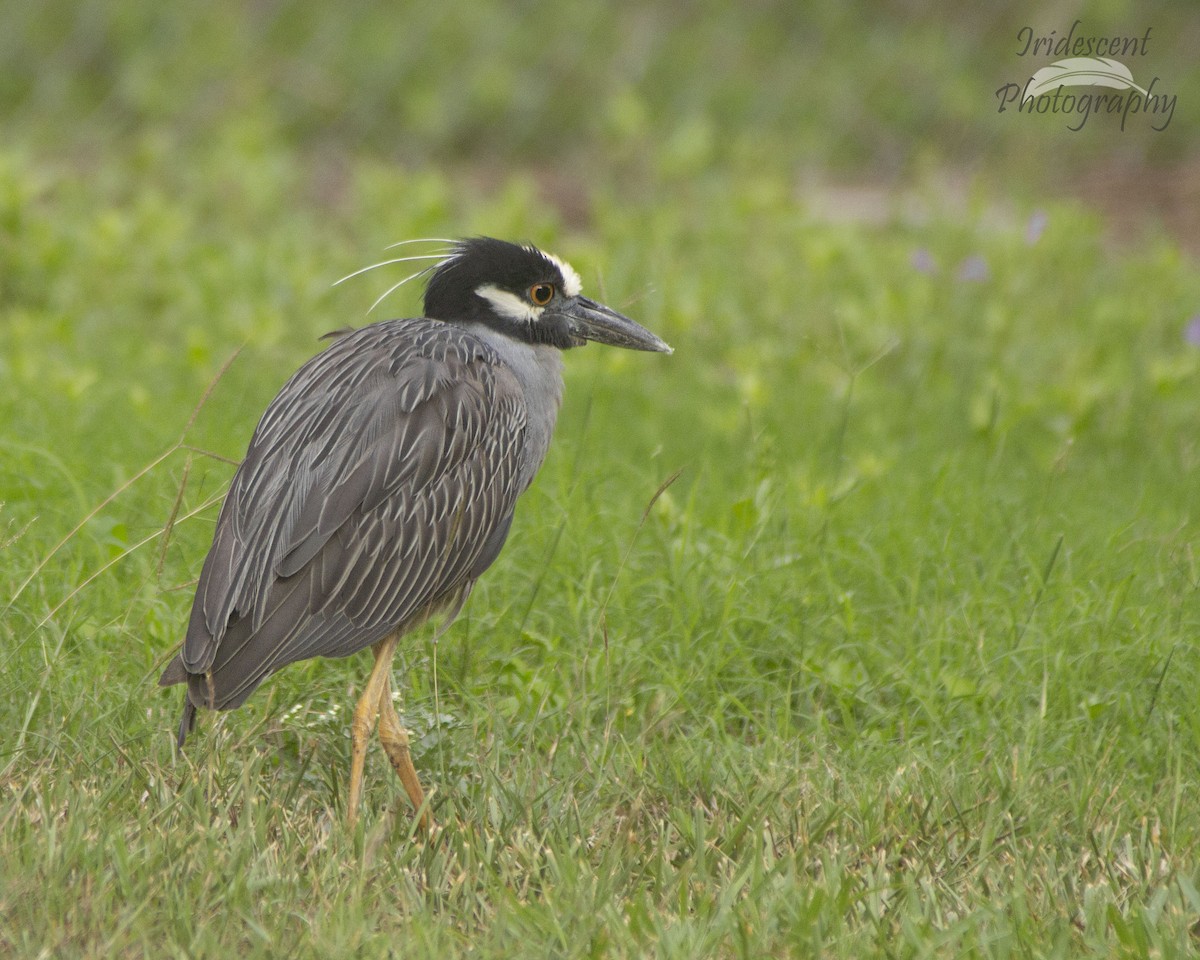 Yellow-crowned Night Heron - ML627785665