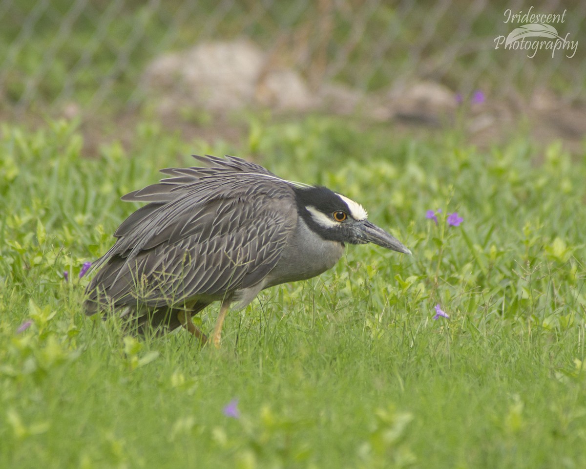 Yellow-crowned Night Heron - ML627785666