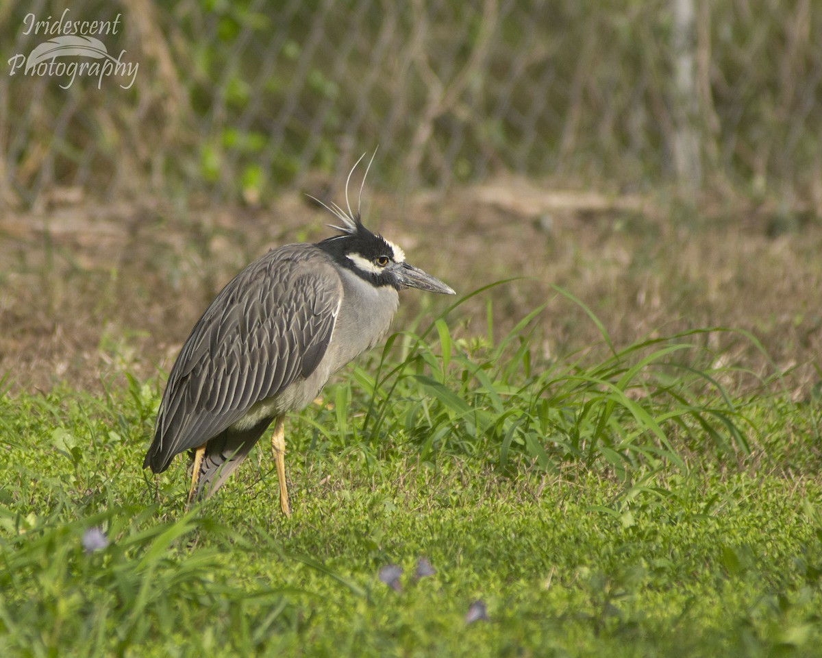 Yellow-crowned Night Heron - ML627785667