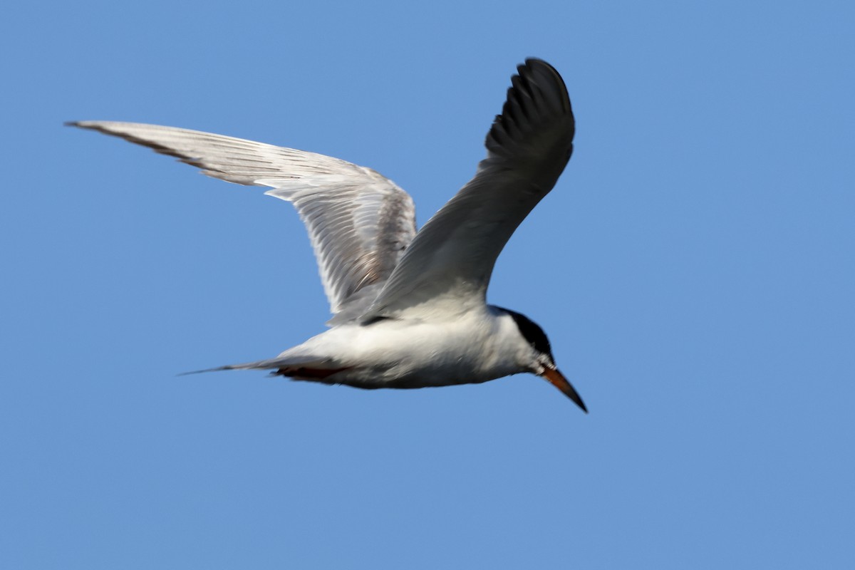 Forster's Tern - ML627785688