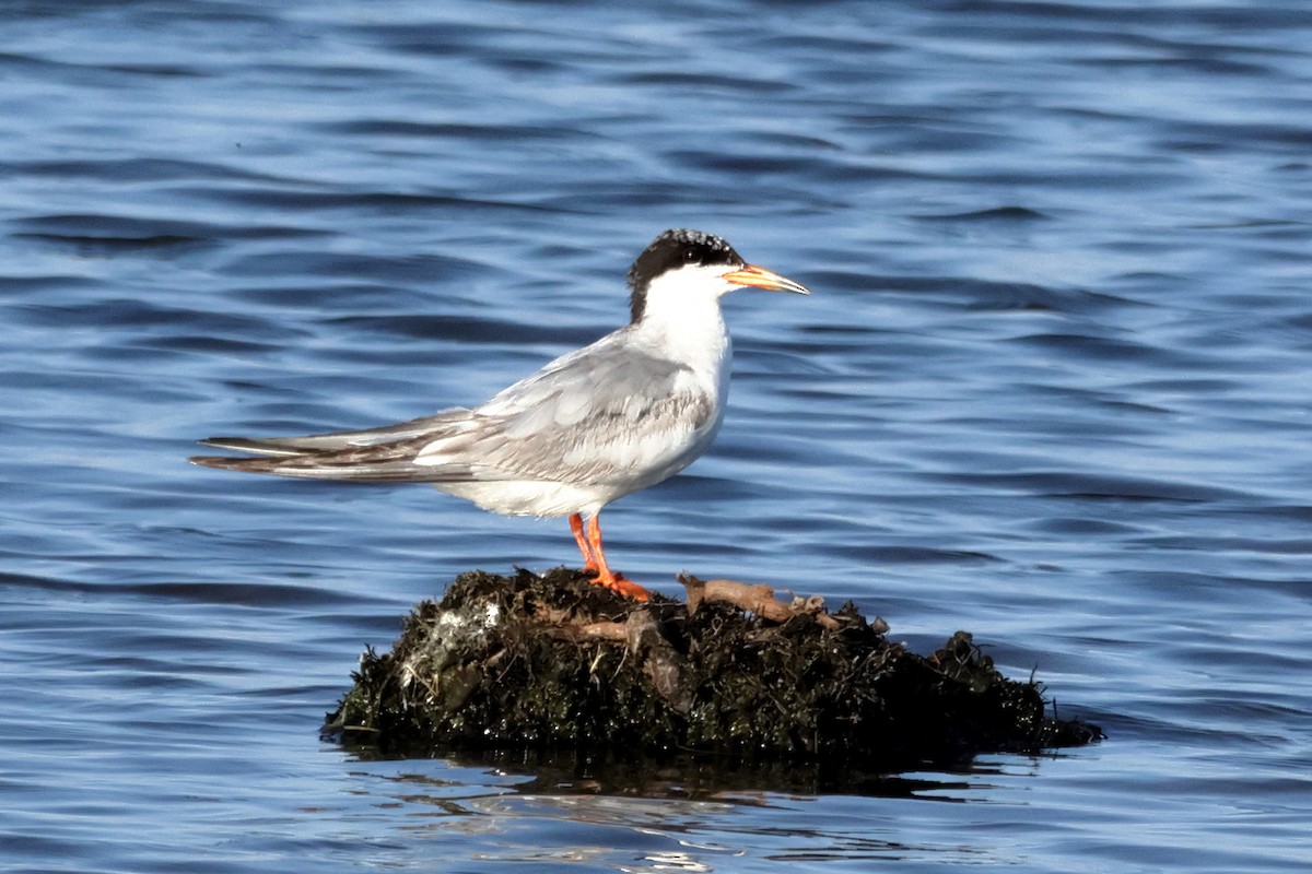 Forster's Tern - ML627785691