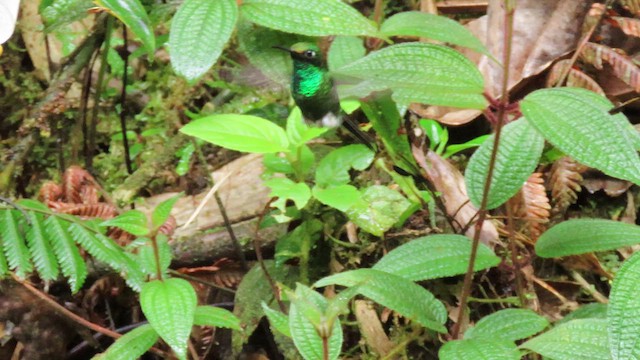 White-booted Racket-tail - ML627785697
