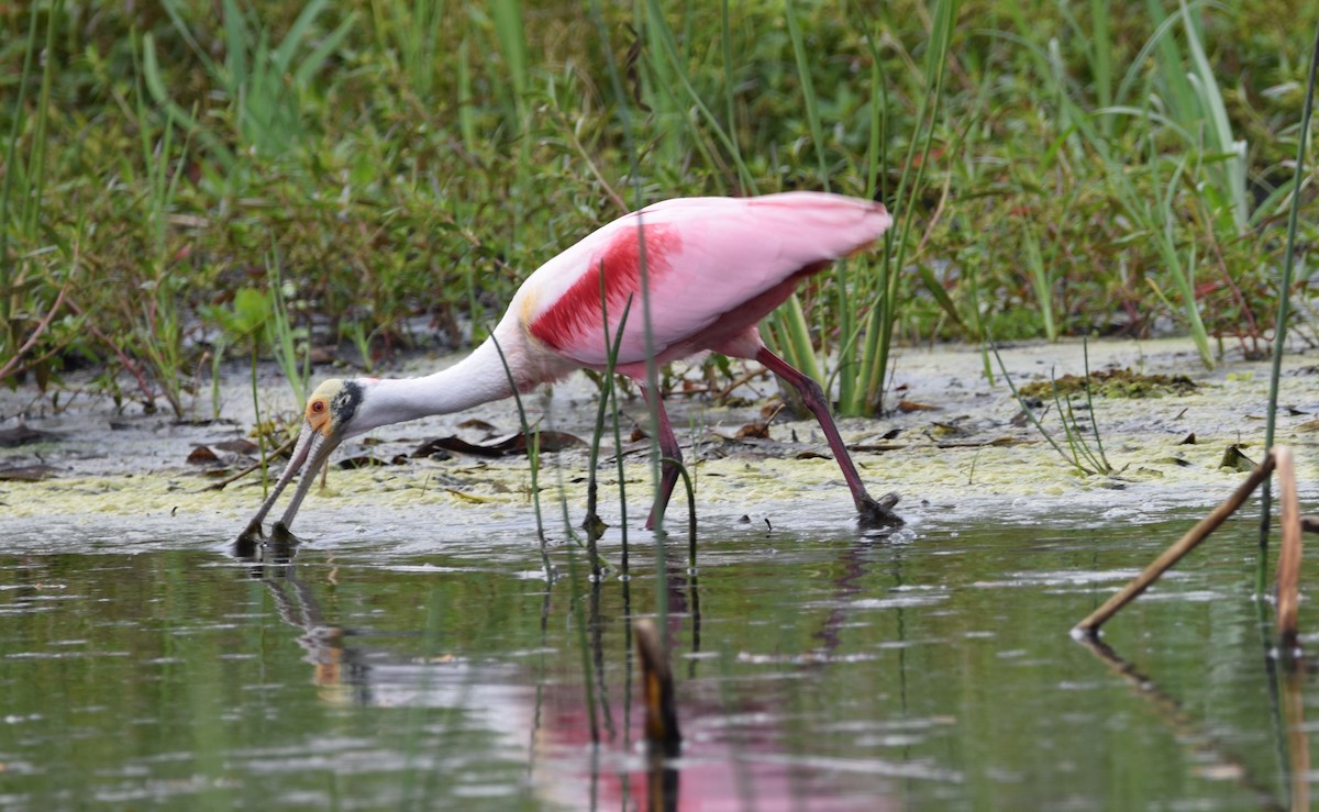 Roseate Spoonbill - ML627785747