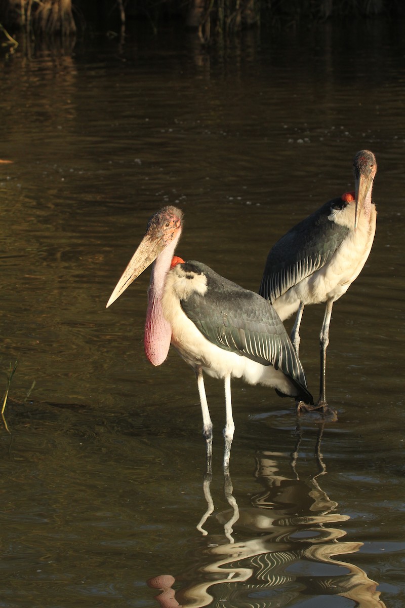 Marabou Stork - ML627785751