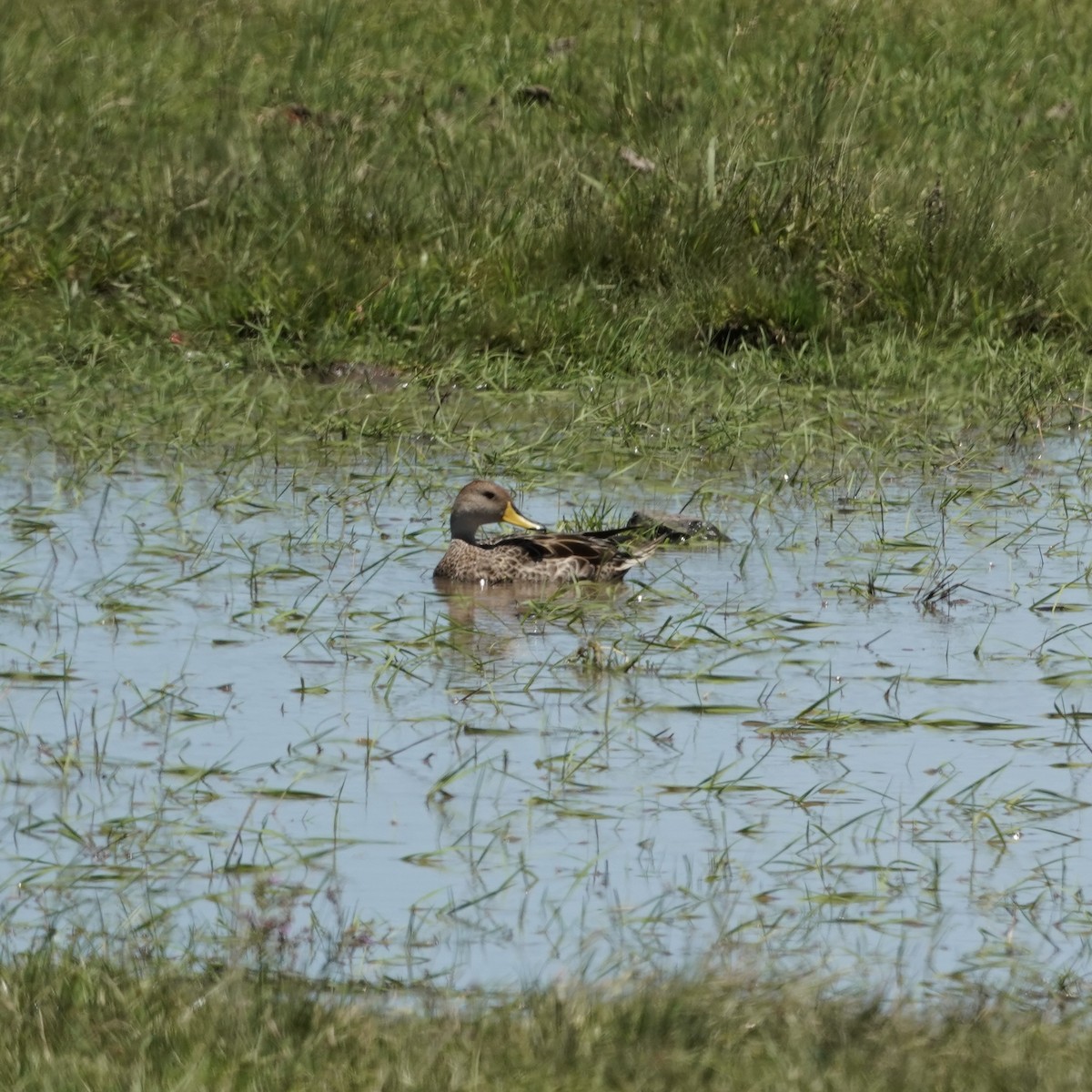 Yellow-billed Pintail (South American) - ML627785769