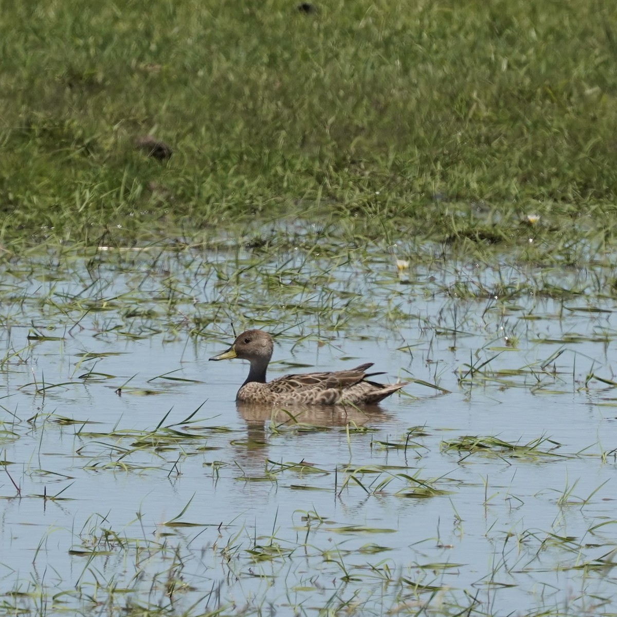 Yellow-billed Pintail (South American) - ML627785770