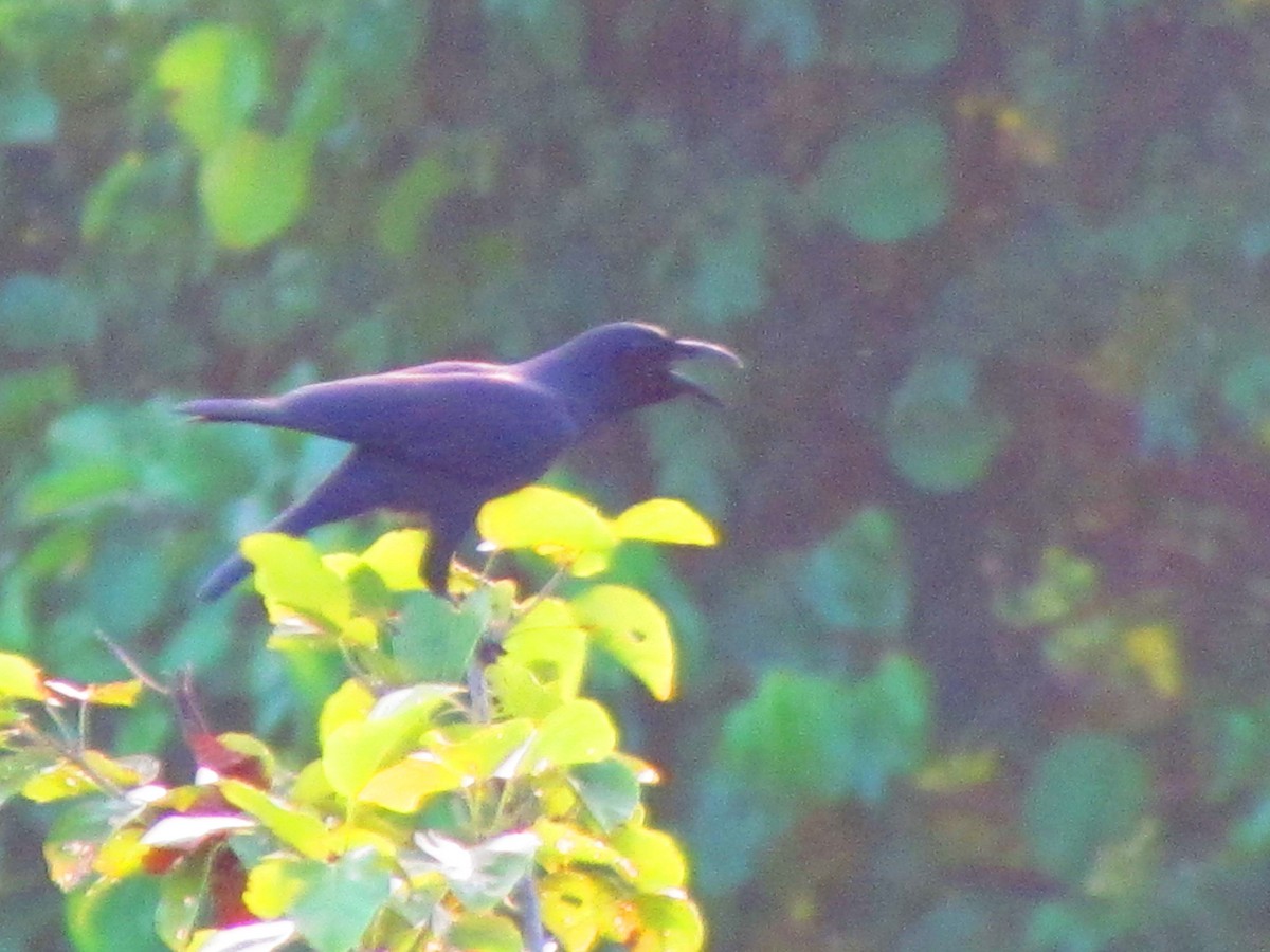 Palawan Crow - ML627785779