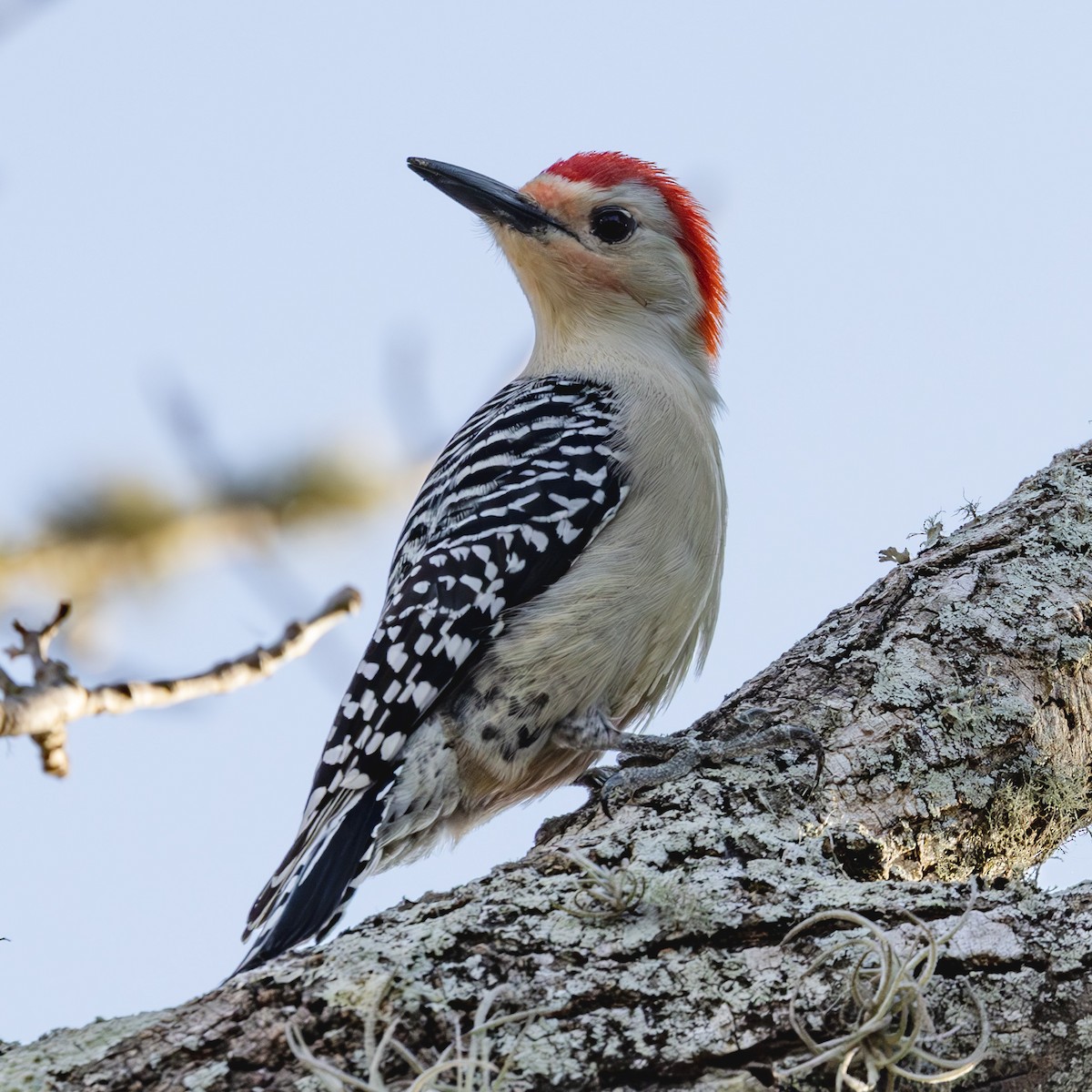 Red-bellied Woodpecker - ML627785811