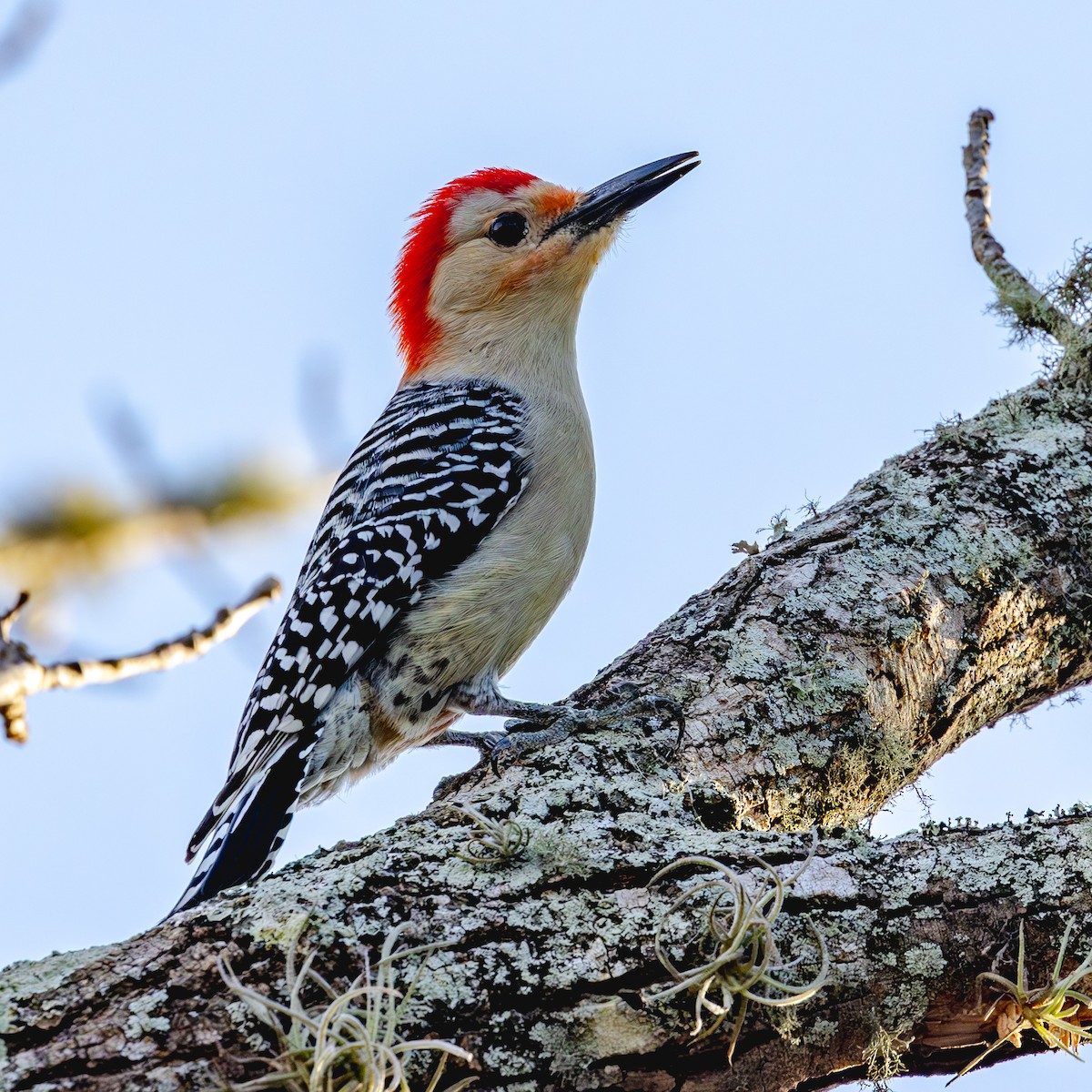 Red-bellied Woodpecker - ML627785812