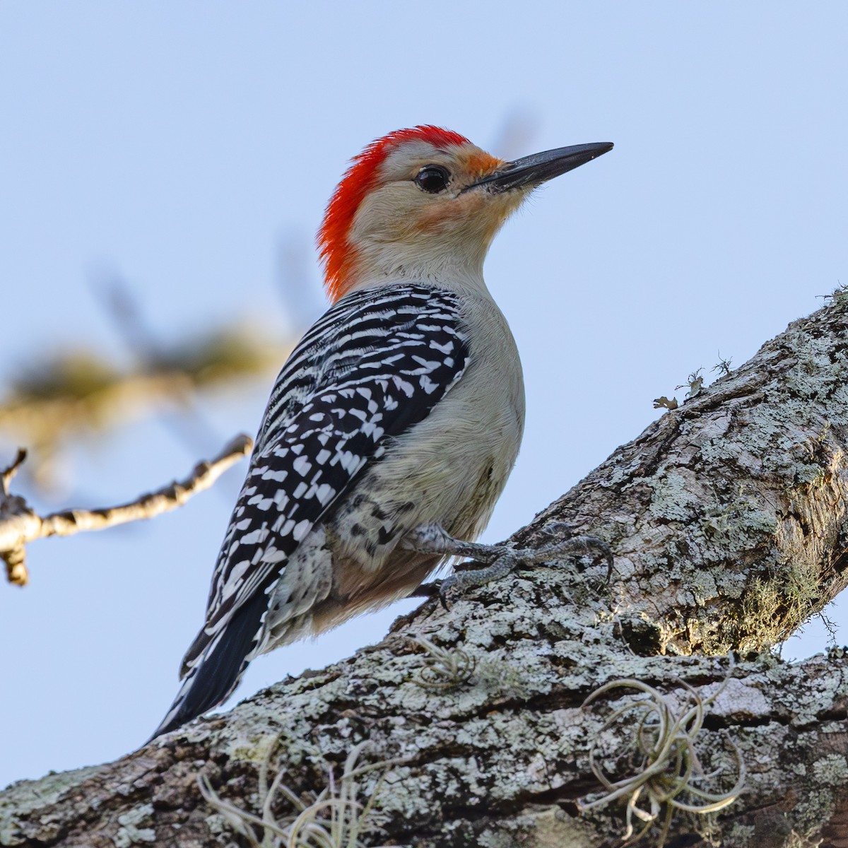 Red-bellied Woodpecker - ML627785813