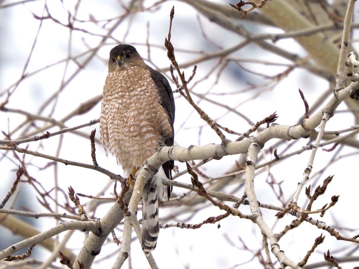 Cooper's Hawk - ML627785853