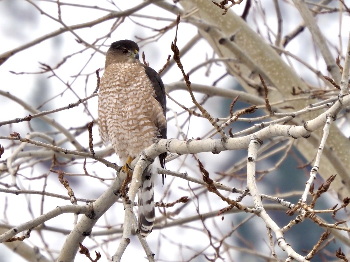 Cooper's Hawk - ML627785883