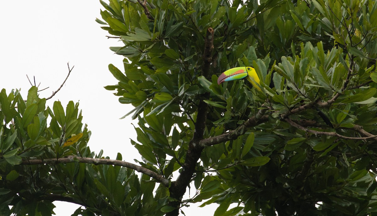 Keel-billed Toucan - ML627785898