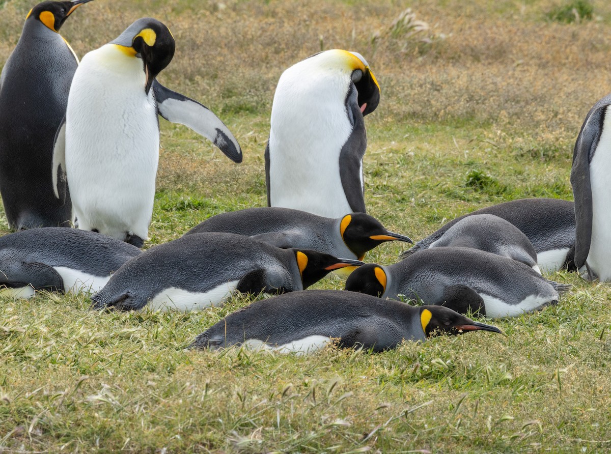 King Penguin - ML627785907