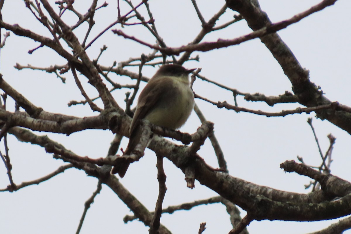 Eastern Phoebe - ML627785945