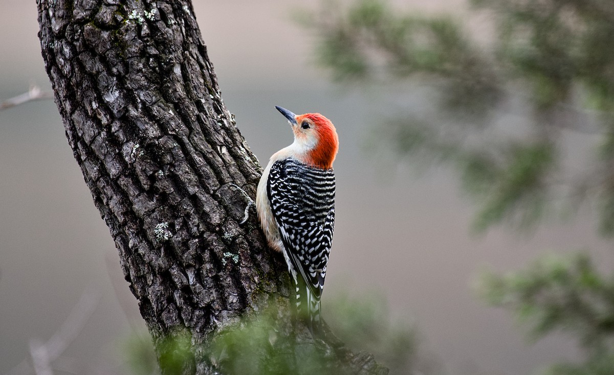 Red-bellied Woodpecker - ML627785948