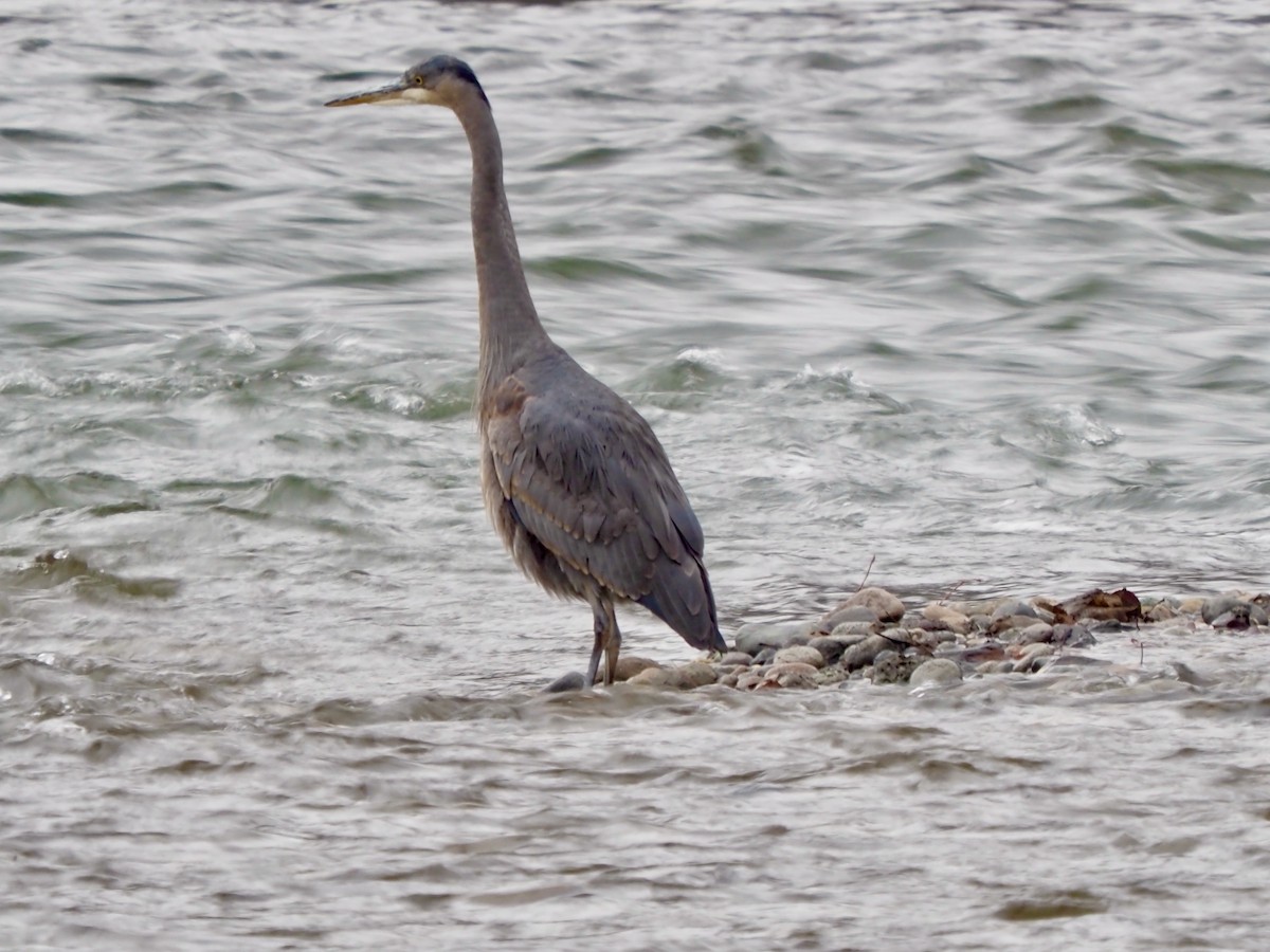 Great Blue Heron - ML627785949