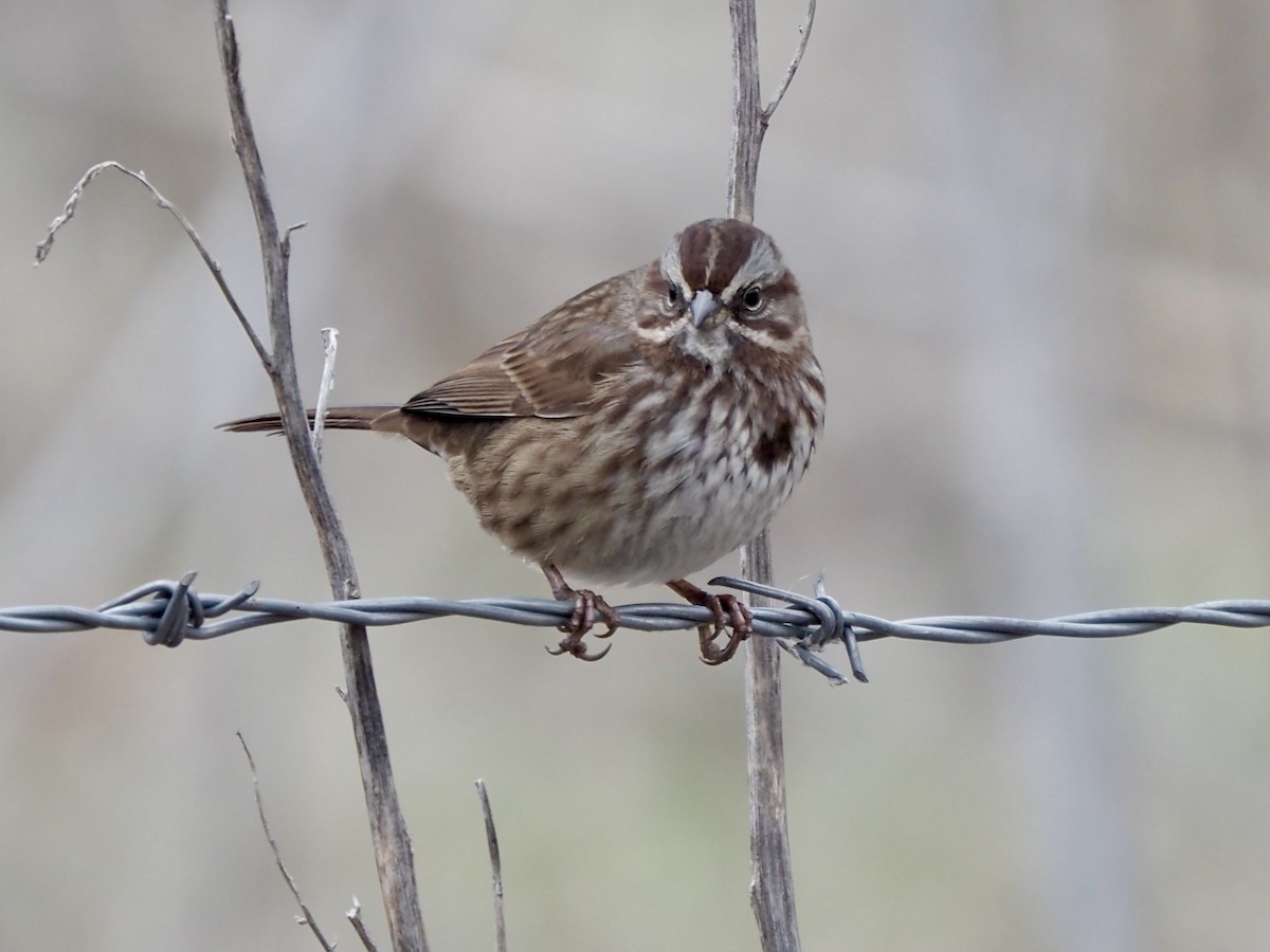 Song Sparrow - ML627785965