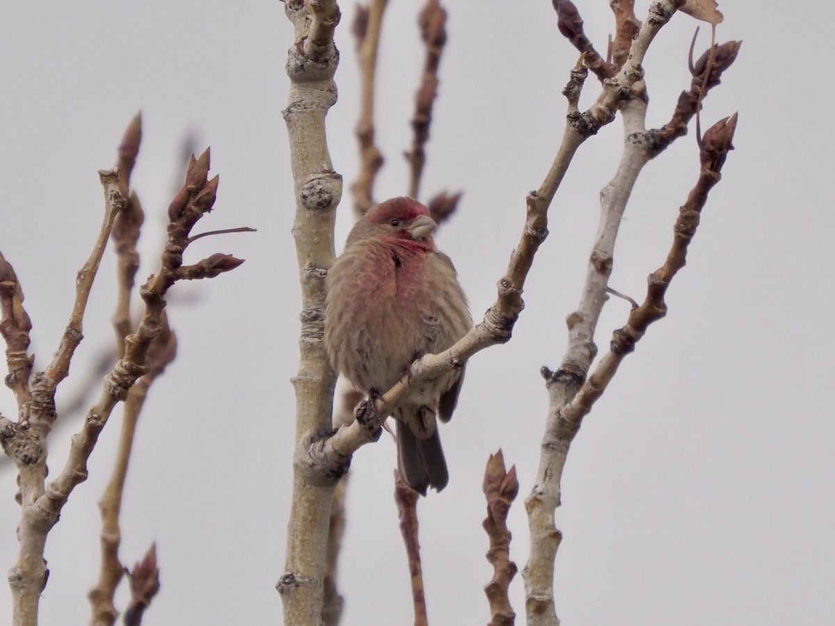 House Finch - ML627785979