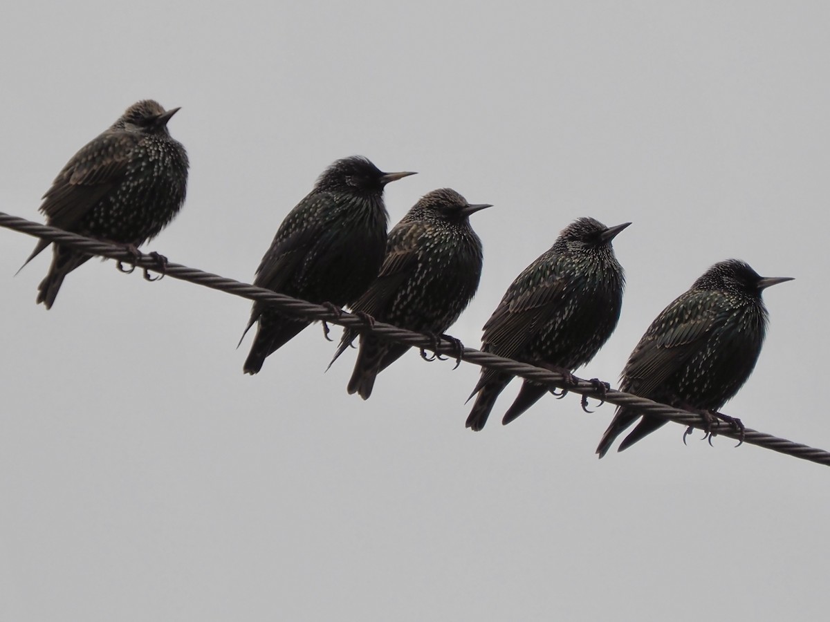 European Starling - ML627785986